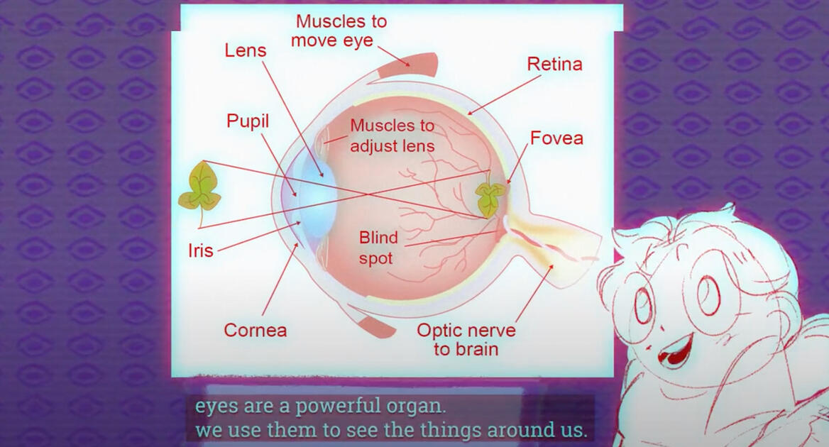 A Guide To Eyes